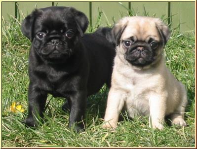 Last blacks and brown pugs available now