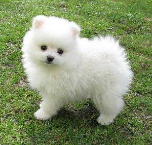 Available this beautiful Pomeranian dog Pomeranian.