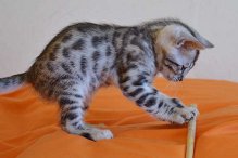bengan kitten for  free adoptino